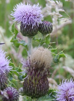 The Stewart Thistle